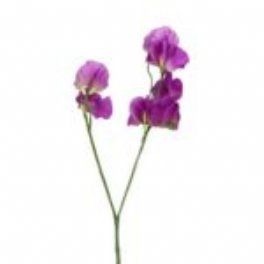 salg af Kunstig ærteblomst, lilla - H43 cm.