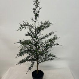 salg af Kunstig cypres i potte, H74 cm.