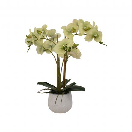 salg af Kunstig lime orkide, 5 grenet - H52 cm.