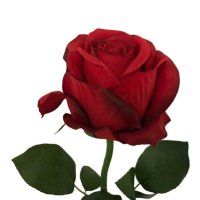 Kunstig langstilket rød rose