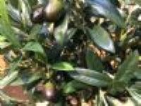 kunstig opstammet oliventræ