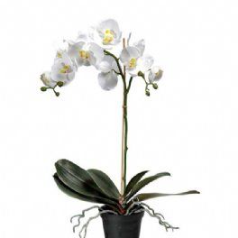 salg af Kunstig orkide, H60 cm.
