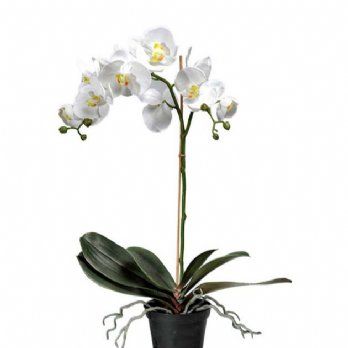 salg af Kunstig orkide, H60 cm.