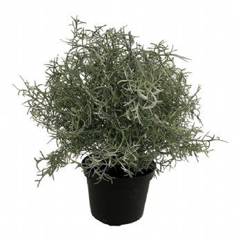 salg af Kunstig vindheks i potte, H20 cm.