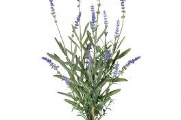 salg af Lavendel i bundt, 50 cm. - kunstige blomster