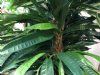 lunstig longifolia