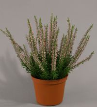 salg af Lyng, lyserød - 25 cm. - kunstige blomster