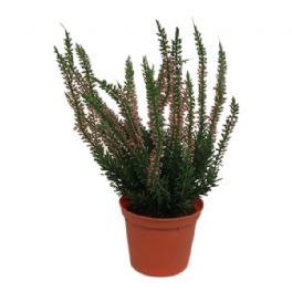 salg af Lyng, rosa - 27 cm. - kunstige blomster