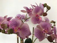 kunstig orkide i lilla
