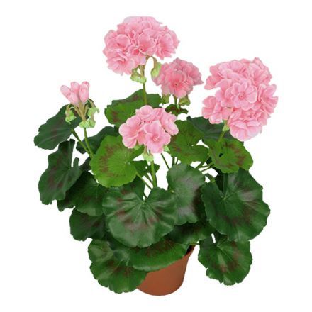 salg af Kunstig lyserød pelargonie, H35 cm.