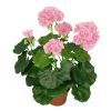 Kunstig lyserød pelargonie, H35 cm.