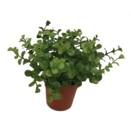 salg af Mini plante med runde blade, 15 cm. - kunstige planter