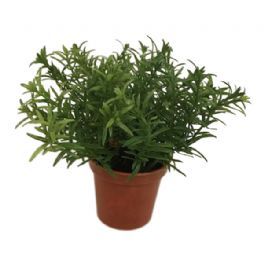 salg af Mini plante med spidse blade, 15 cm. - kunstige planter