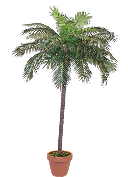 salg af Palme, 240 cm. - kunstige palmer
