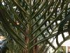kunstig palme