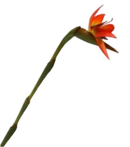 salg af Papegøjeblomst - 80 cm. - kunstige blomster