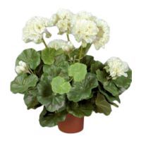 salg af Hvid Pelargonie, 35 cm. - kunstige blomster