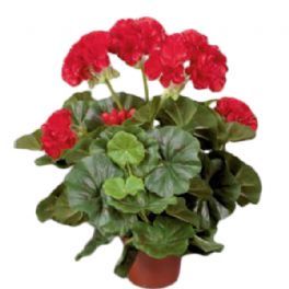 salg af Rød Pelargonie, 35 cm. - kunstige blomster