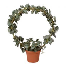 salg af Hjerteranke på bøjle,30 cm. - kunstige planter