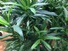 kunstig podocarpus
