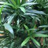 kunstig podocarpus træ