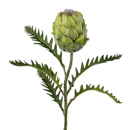 salg af Protea, grøn - 60 cm. - kunstige blomster