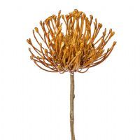 salg af Protea, terracotta - 45 cm. - kunstige blomster