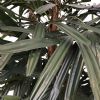 kunstig rhapis palme