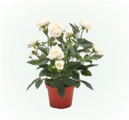 salg af Creme potterose, 22 cm. - kunstige blomster