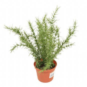 salg af Kunstig rosmarin, H30 cm.