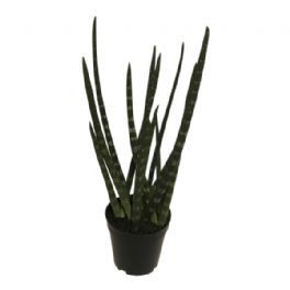salg af Sanseveria, 50 cm. - kunstige planter