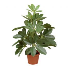 salg af Kunstig schefflera, H35 cm.