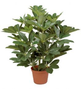 salg af Kunstig schefflera, H45 cm.