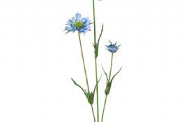 salg af Skabiosa, blå - 60 cm. - kunstige blomster