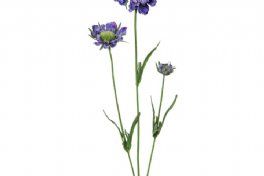 salg af Skabiosa, lilla - 60 cm. - kunstige blomster