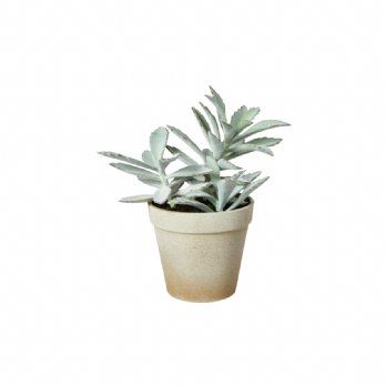 salg af Sukkulent, H20 cm.