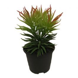 salg af Sukkulent, 23 cm. - kunstige planter