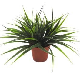 salg af Sweet grass, 23 cm. - kunstige planter