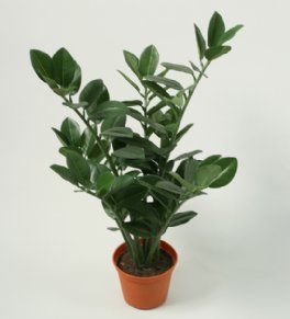 salg af Zamifolia, 45 cm. - kunstig planter